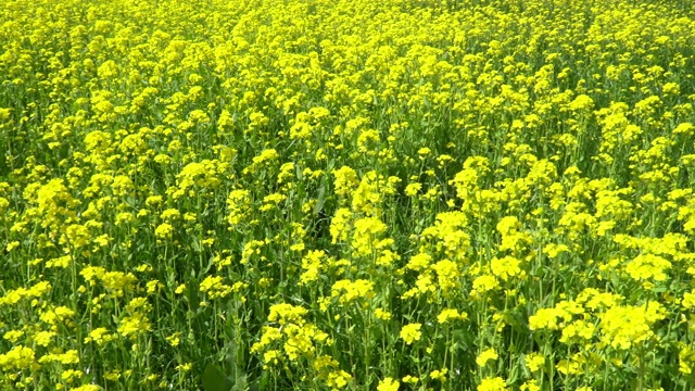 油菜花盛开的田野视频素材