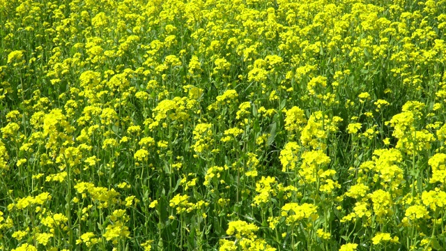 油菜花盛开的田野视频素材