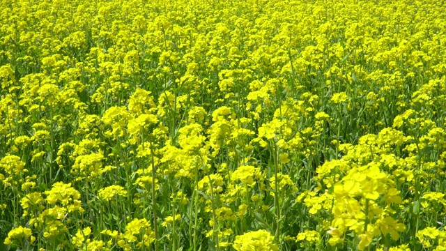 油菜花盛开的田野视频素材