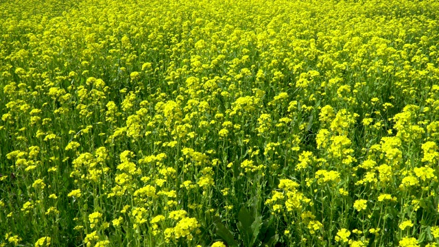 油菜花盛开的田野视频素材