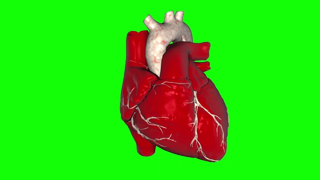 一个跳动的人类心脏的3D动画循环阿尔法镜头包括。视频素材