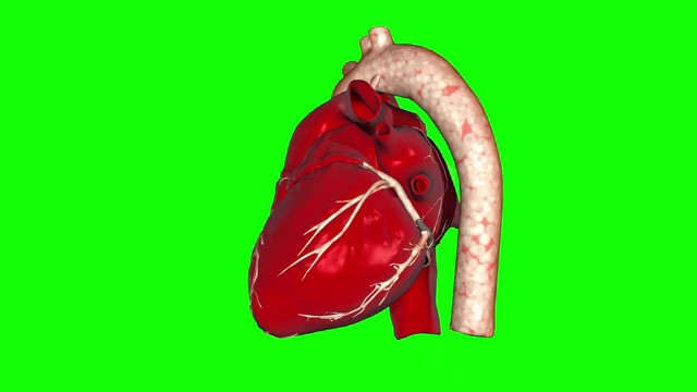 一个跳动的人类心脏的3D动画循环阿尔法镜头包括。视频素材