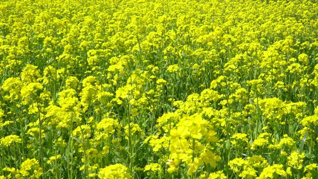 油菜花盛开的田野视频素材