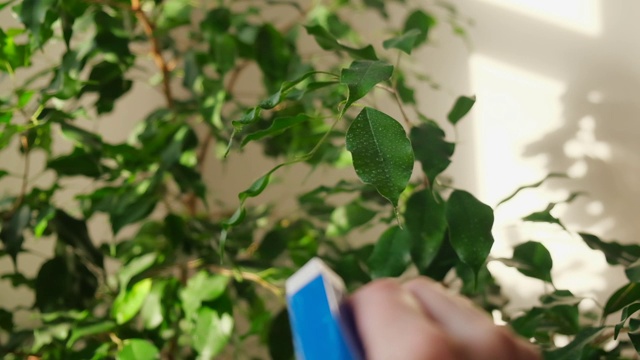 用喷水器在花盆中浇灌植物。缓慢的运动。视频素材