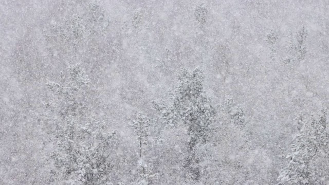 美丽的雪在冬天的森林视频素材