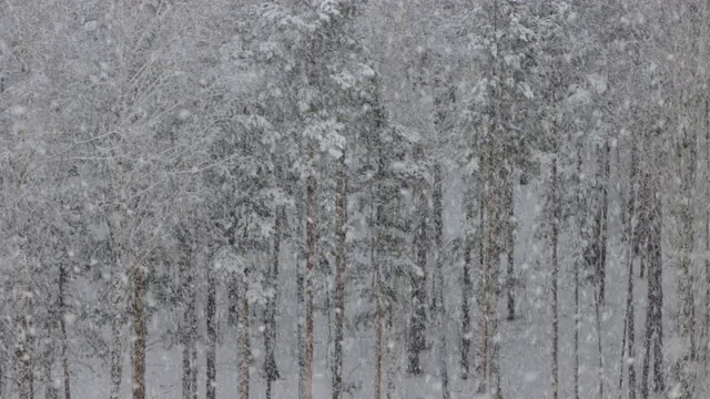 美丽的雪在冬天的森林视频素材