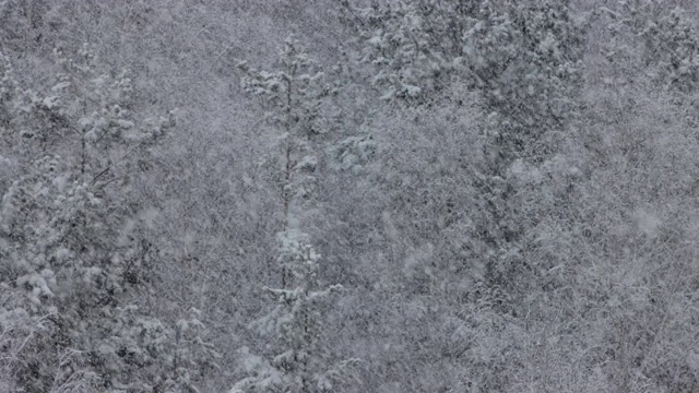 美丽的雪在冬天的森林视频素材