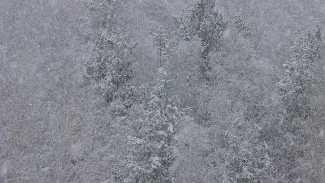 美丽的雪在冬天的森林视频素材