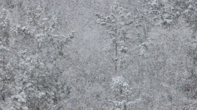 美丽的雪在冬天的森林视频素材