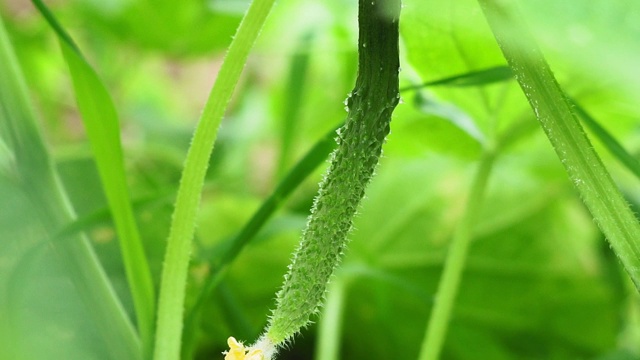 绿色黄瓜特写有机蔬菜。有机黄瓜挂在枝头。如何在家里种黄瓜。视频素材