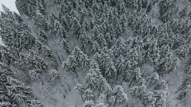 冬季云杉和松树被雪覆盖。空中俯瞰冬季森林视频素材