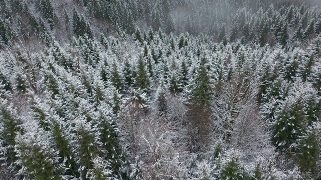 无人机鸟瞰图云杉和松树林覆盖的雪。冬天的时候，美丽的山，纯净的自然。没有人，旅行的概念。享受自然视频素材