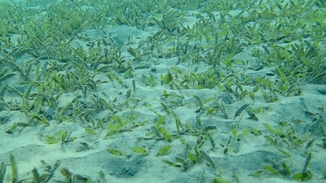 沙质海床上覆盖着绿色的海草，背景是阳光下的蓝色海水。镜头向前移动，水下风景视频素材