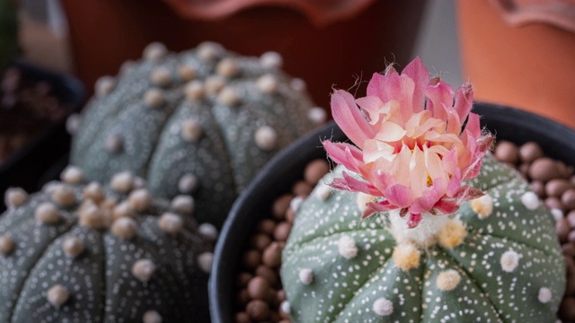 仙人掌花命名为“astrophytum asterias”，以太阳升起时的粉红色为自然背景，时间流逝视频下载