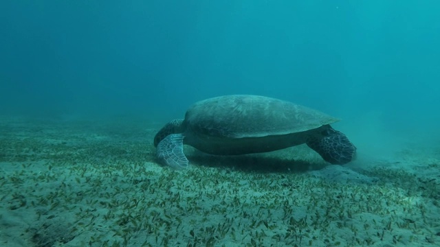 慢镜头，海龟在沙滩上吃着绿色的海草，背景是蓝色的海水和阳光。相机明。绿海龟(Chelonia mydas)，埃及红海视频素材