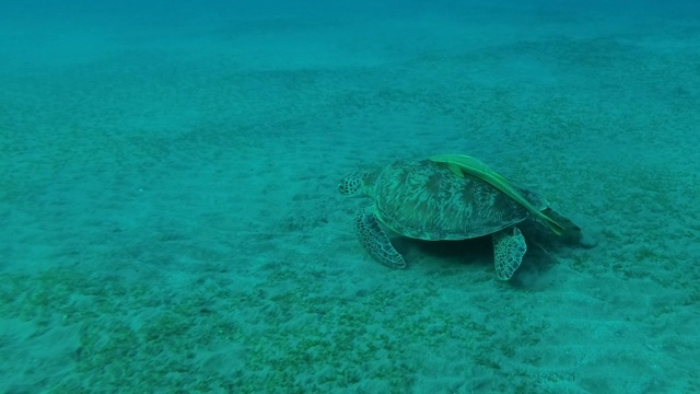 幼小的绿海龟(Chelonia mydas)和壳上的鱼(Echeneis naucrates)在沙质海底贪婪地吃绿色的海草。相机明。埃及红海视频素材