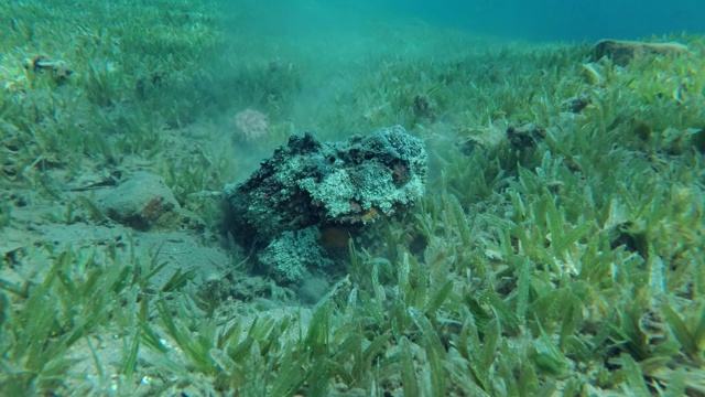 珊瑚礁石鱼(Synanceia verrucosa)在阳光下躺在覆盖着绿色海草的海床沙子上。慢镜头，摄像。埃及红海视频素材