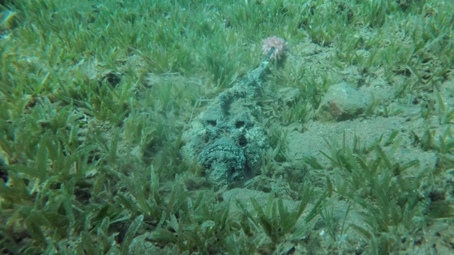 暗礁石鱼(Synanceia verrucosa)的特写被埋在海床上的沙子覆盖着绿色的海草。慢镜头，摄像。埃及红海视频素材