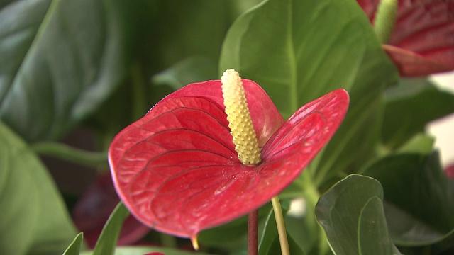 鲜花和植物视频素材