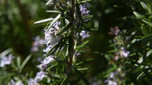 迷迭香树枝上的春花视频素材