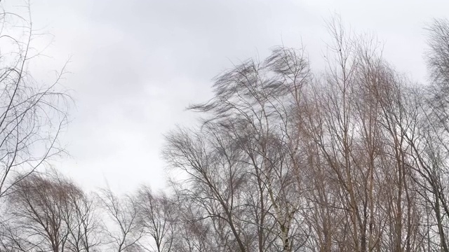 在多云的大风天，树木在风的压力下对着天空弯曲视频素材