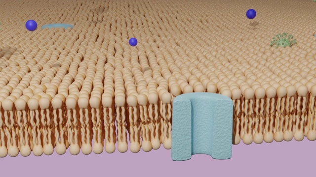 通过蛋白质通道的分子和通过脂质双层细胞膜的病毒视频素材