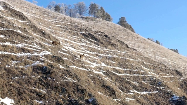 山坡上一只母鹿带着一只小鹿。视频素材