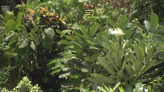 鲜花和植物视频素材