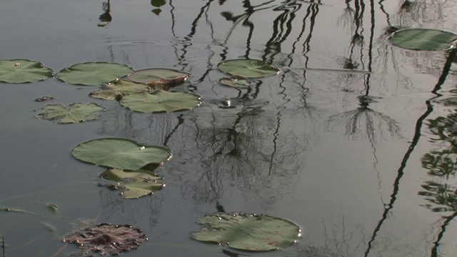 荷叶漂浮在池塘里视频素材