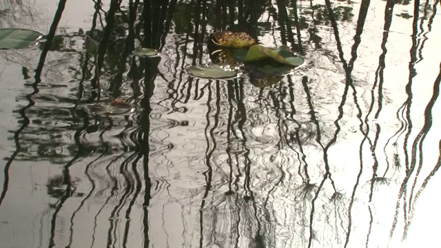 荷叶漂浮在池塘里视频素材