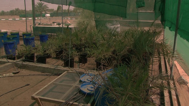 植物苗圃迪拜视频素材