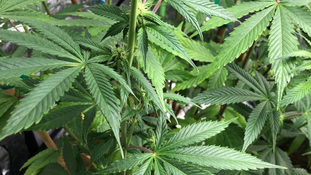 室内种植药用大麻视频素材