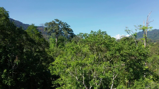 无人机拍摄的婆罗洲岛美丽的深绿色雨林。视频素材