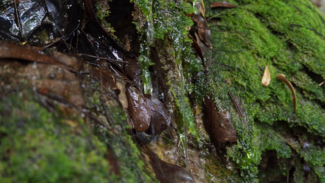 极端特写高角度静止拍摄湿地沼泽与绿色苔藓，草，藻类水，沼泽的场景视频素材