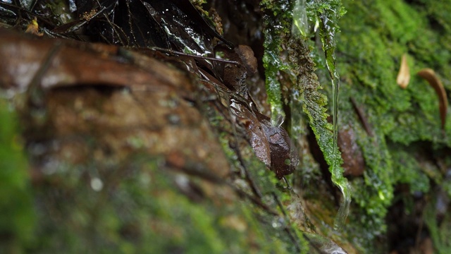 极端特写高角度静止拍摄湿地沼泽与绿色苔藓，草，藻类水，沼泽的场景视频素材