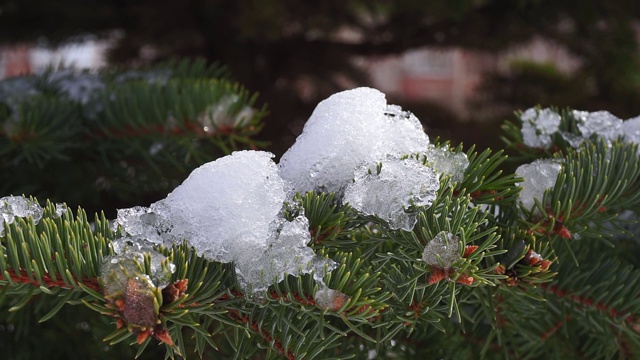 春天，一棵绿树的树枝上洒满了雪花视频素材