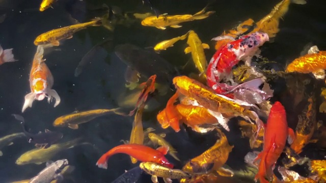 鲤鱼池视频素材