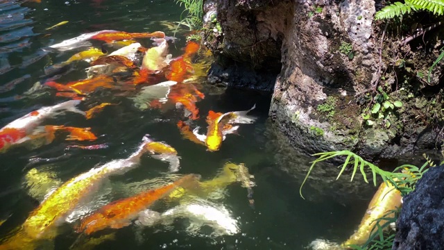 鲤鱼池视频素材