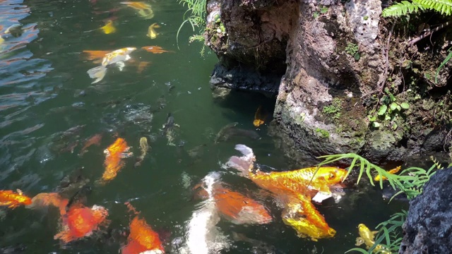 鲤鱼池视频素材