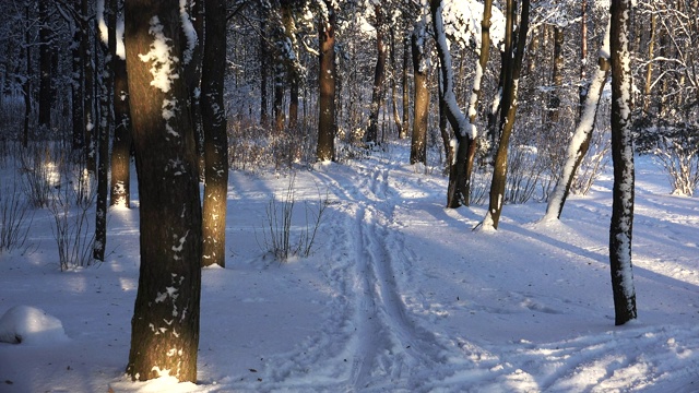 冬季森林。树下的雪。4 k。视频素材