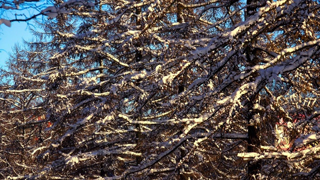 冬季森林。树下的雪。4 k。视频素材