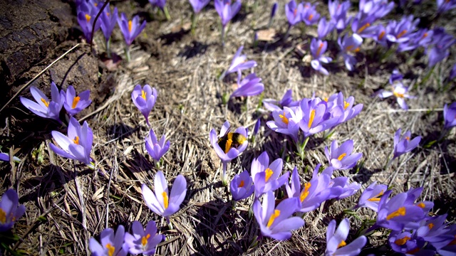 大黄蜂在春天吃紫色的藏红花视频素材
