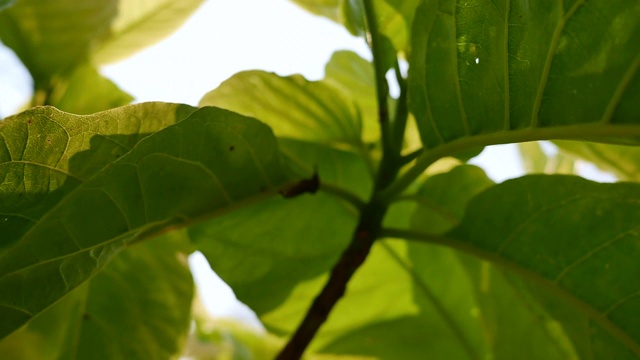 绿叶下的树带着阳光的植物。视频素材