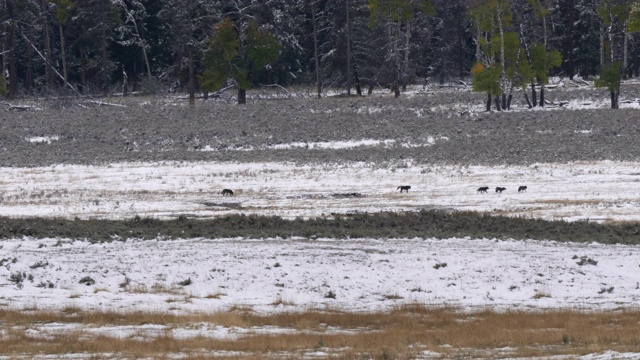 小狼崽在黄石公园的新雪中玩耍视频素材