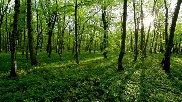 春天阳光明媚的落叶林，索登堡，哈梅尔堡，巴达基辛根区，Rhön，德国巴伐利亚州视频素材