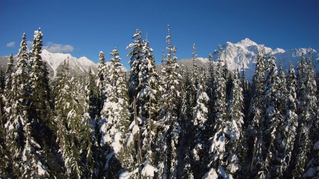 从白雪覆盖的树梢上俯瞰舒克山华盛顿峰视频素材