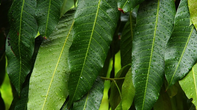 雨天的风景视频素材