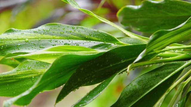 雨天的风景视频素材