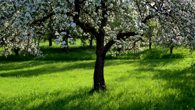 春天草地上盛开的苹果树，Reicholzheim, Wertheim, Taubertal, Tauberfranken, main - tauberdistrict, Baden-Württemberg，德国视频素材