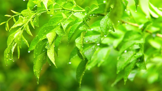 雨天的风景视频素材